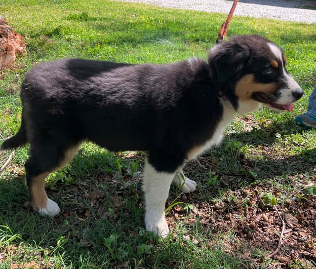 Aussies's Canineland Australian Shepherd Puppies media 6