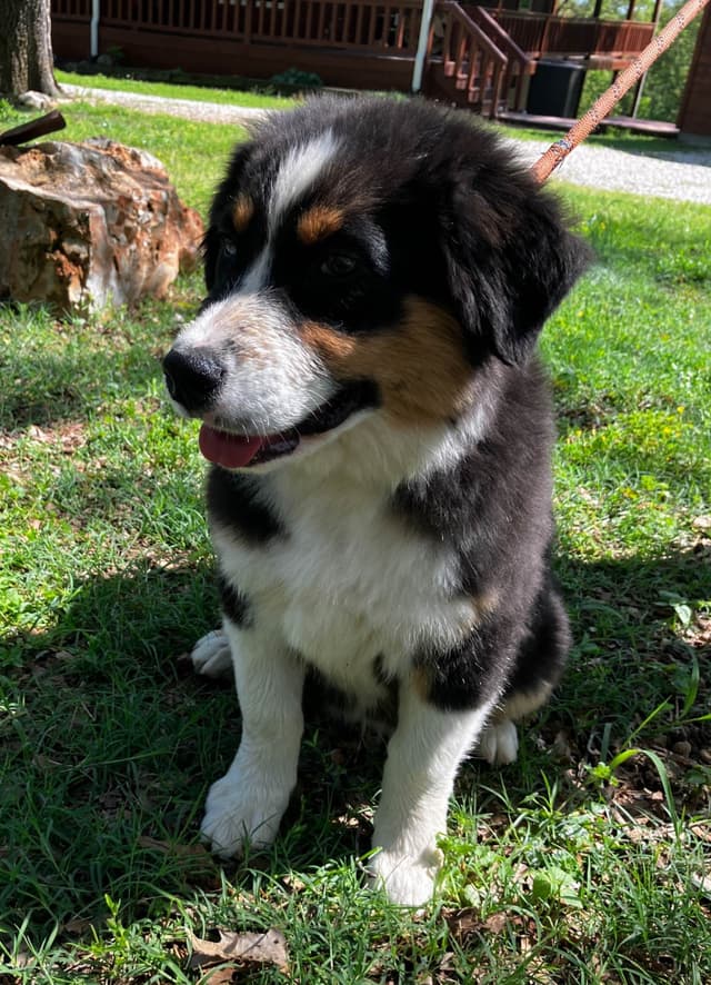 Aussies's Canineland Australian Shepherd Puppies media 7