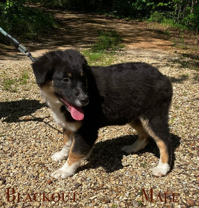 Aussies's Canineland Australian Shepherd Puppies media 13