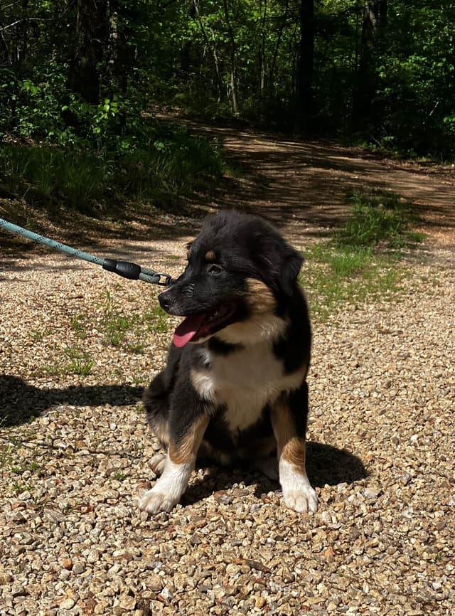 Aussies's Canineland Australian Shepherd Puppies media 14