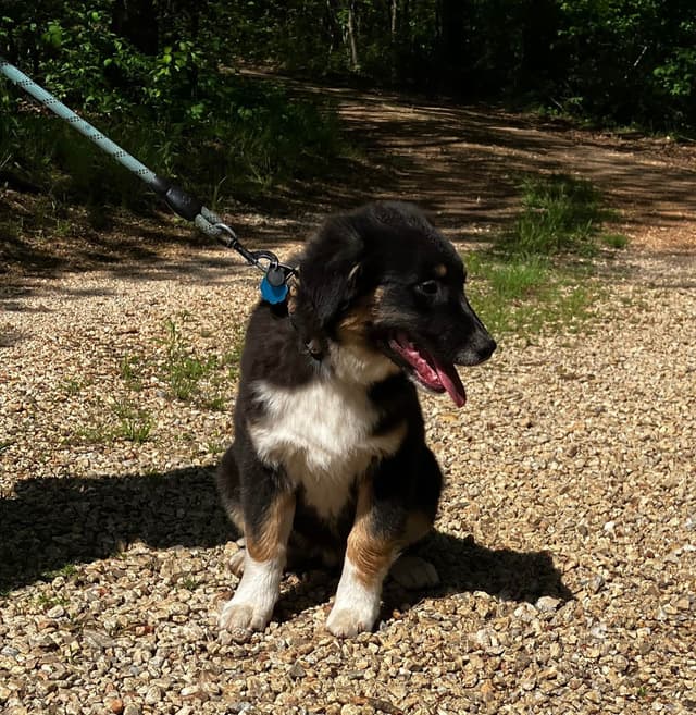 Aussies's Canineland Australian Shepherd Puppies media 15