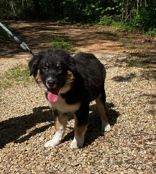 Aussies's Canineland Australian Shepherd Puppies media 16