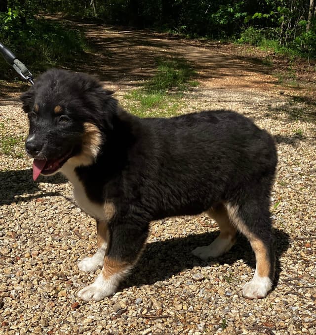 Aussies's Canineland Australian Shepherd Puppies media 17