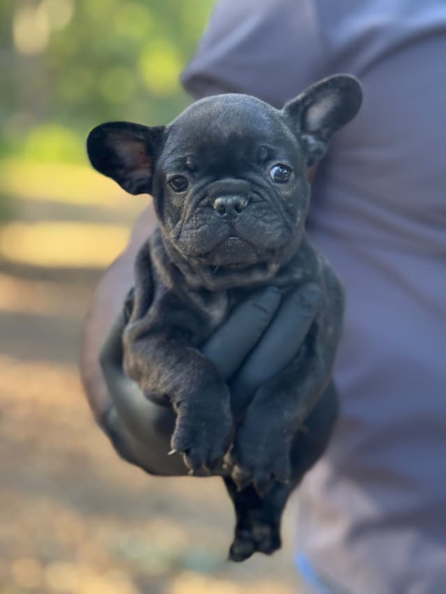 French bulldog puppies media 3