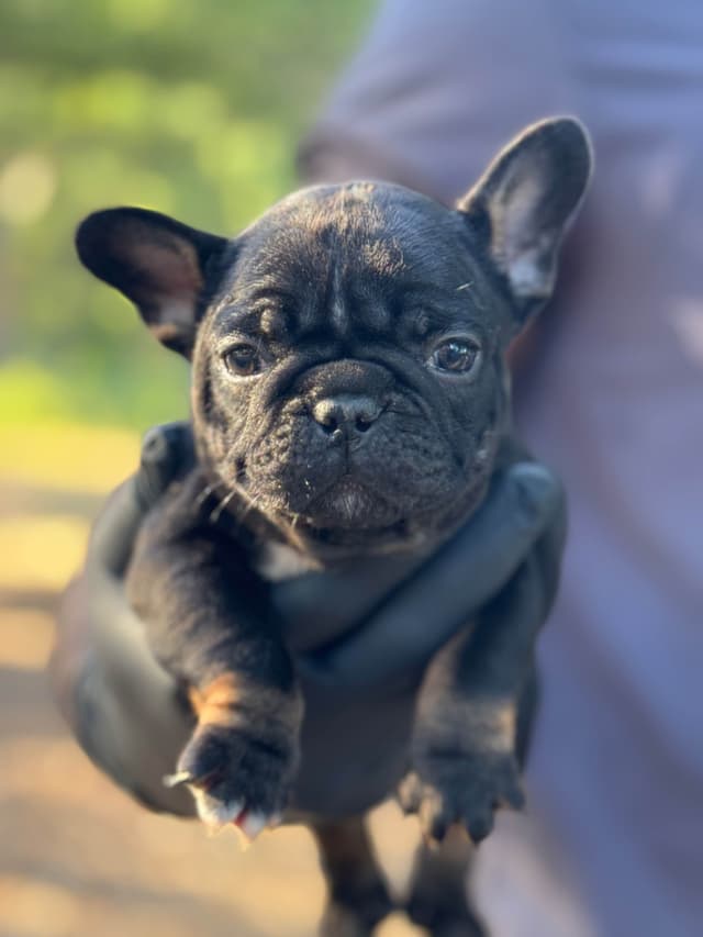 French bulldog puppies media 5