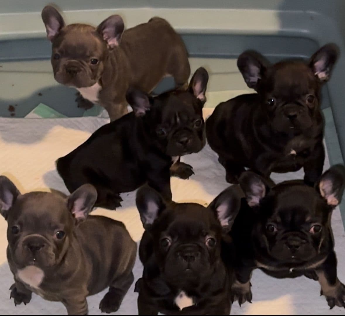 French bulldog puppies breeder image 1