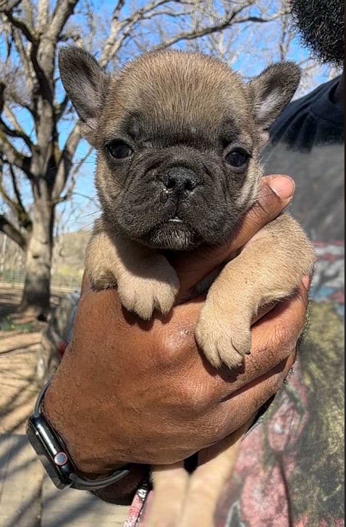 French bulldog puppies breeder image 3