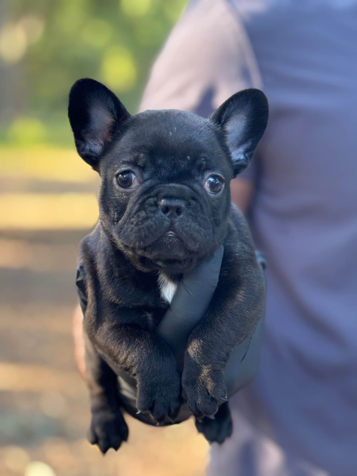 French bulldog puppies breeder image 6