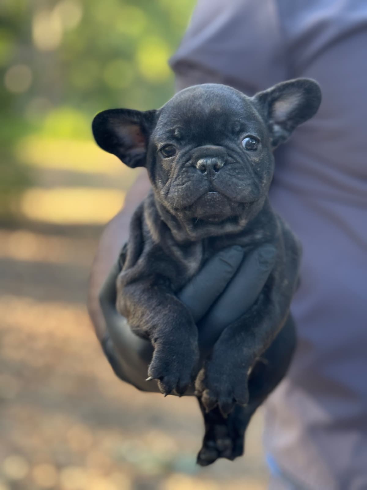 French bulldog puppies breeder image 8