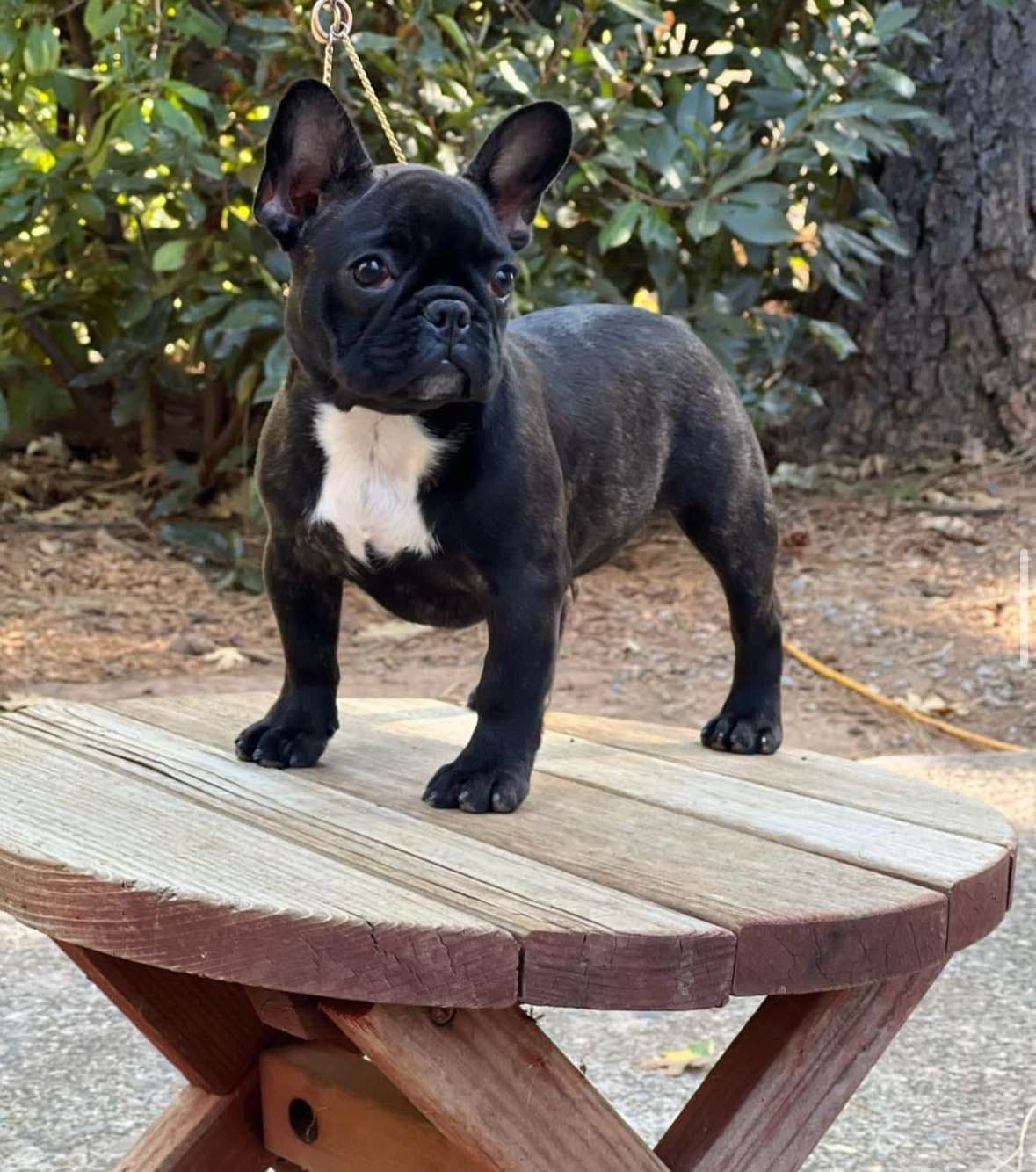 French bulldog puppies breeder image 9
