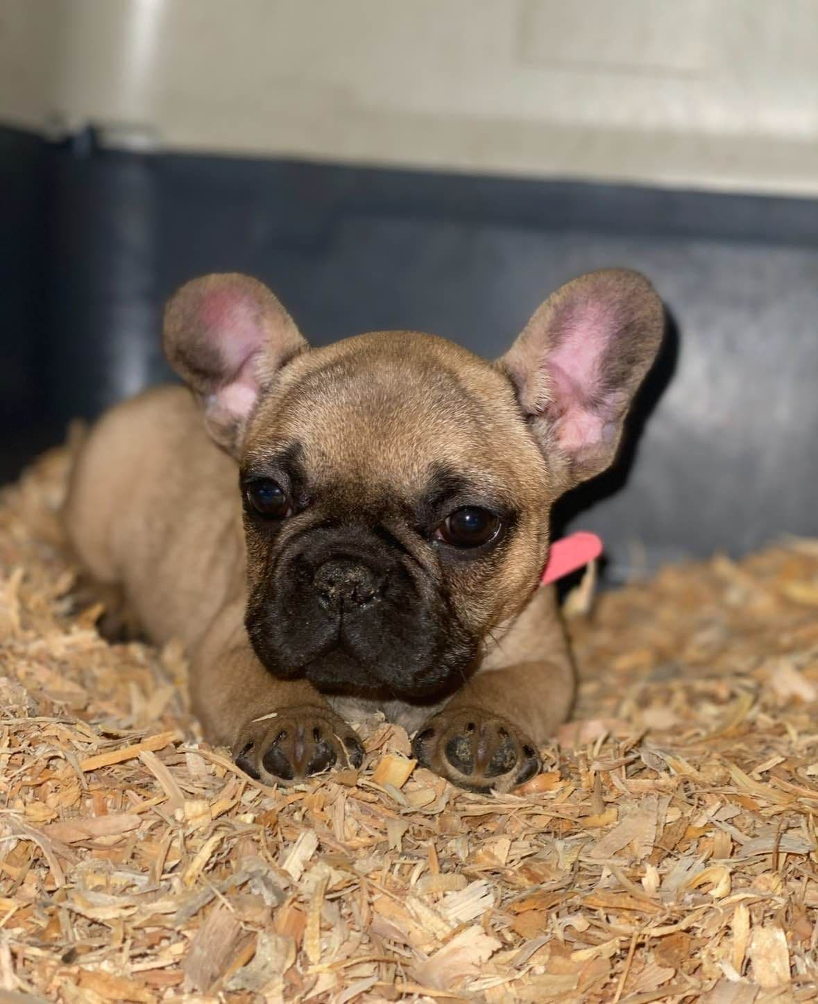 French bulldog puppies breeder image 11