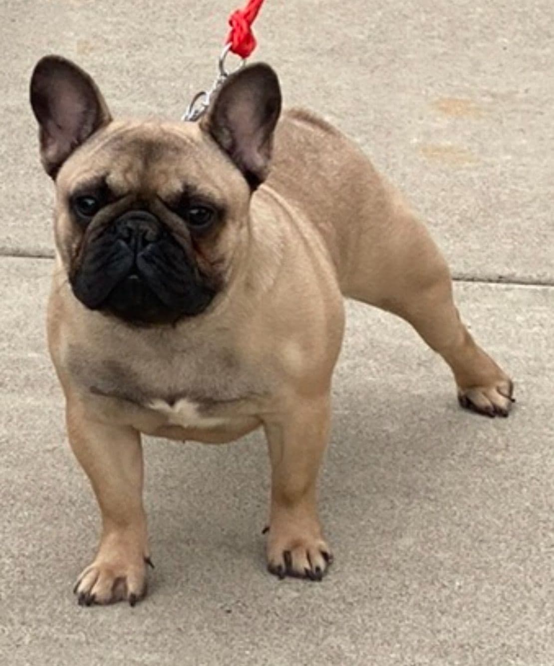 French bulldog puppies breeder image 12