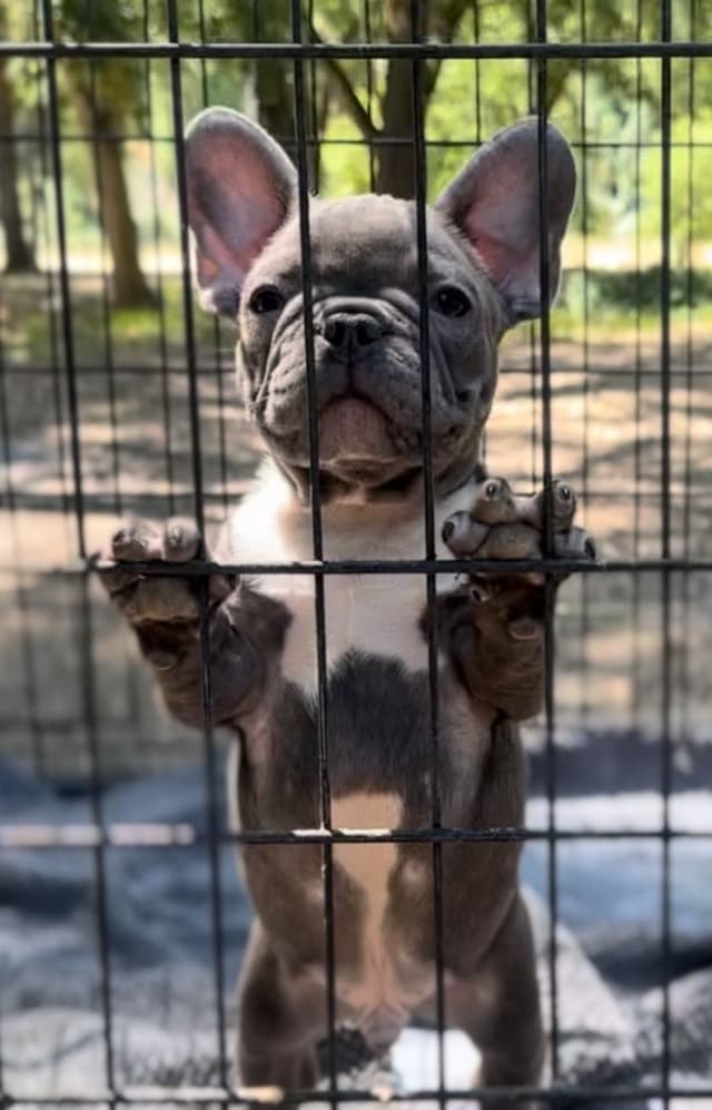French bulldog puppies media 6