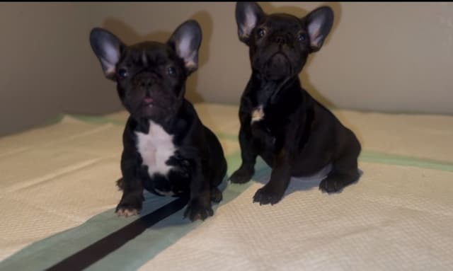 French bulldog puppies media 7