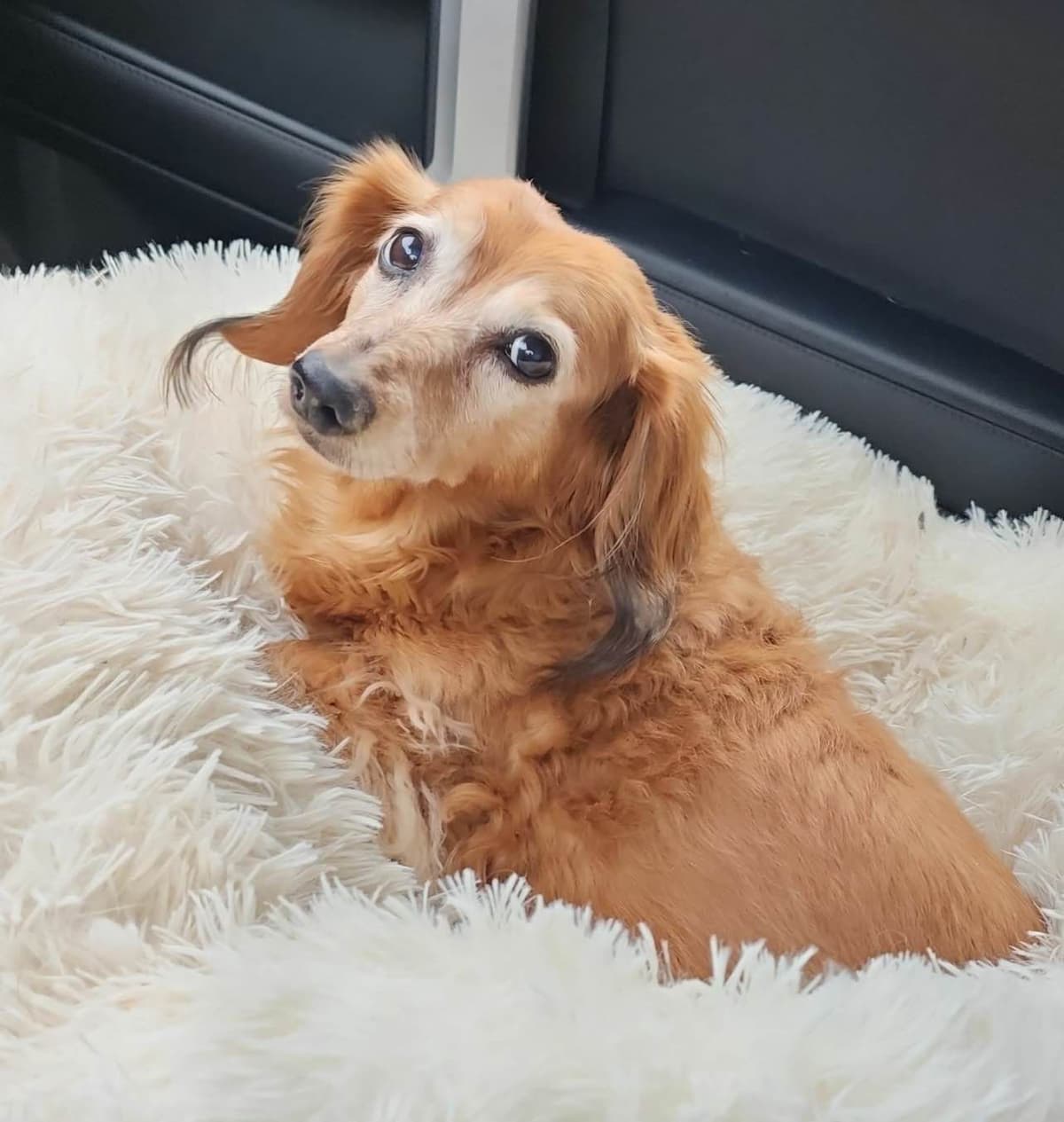Long Haired Miniature Dachshund Puppies breeder image 15