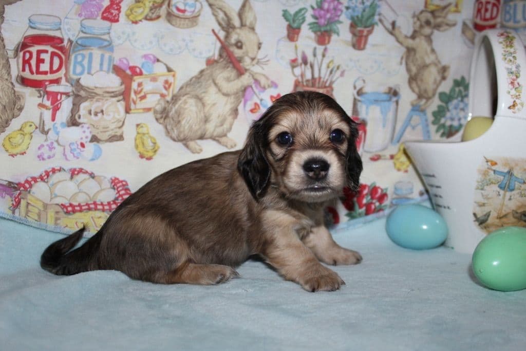 Long Haired Miniature Dachshund Puppies breeder image 1