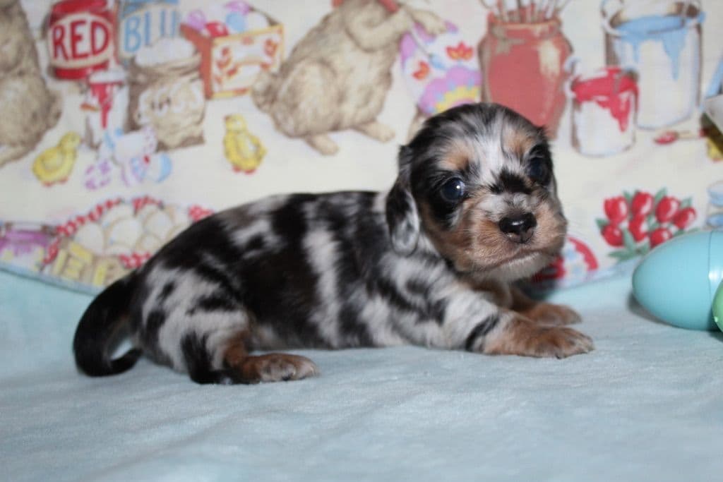 Long Haired Miniature Dachshund Puppies breeder image 5