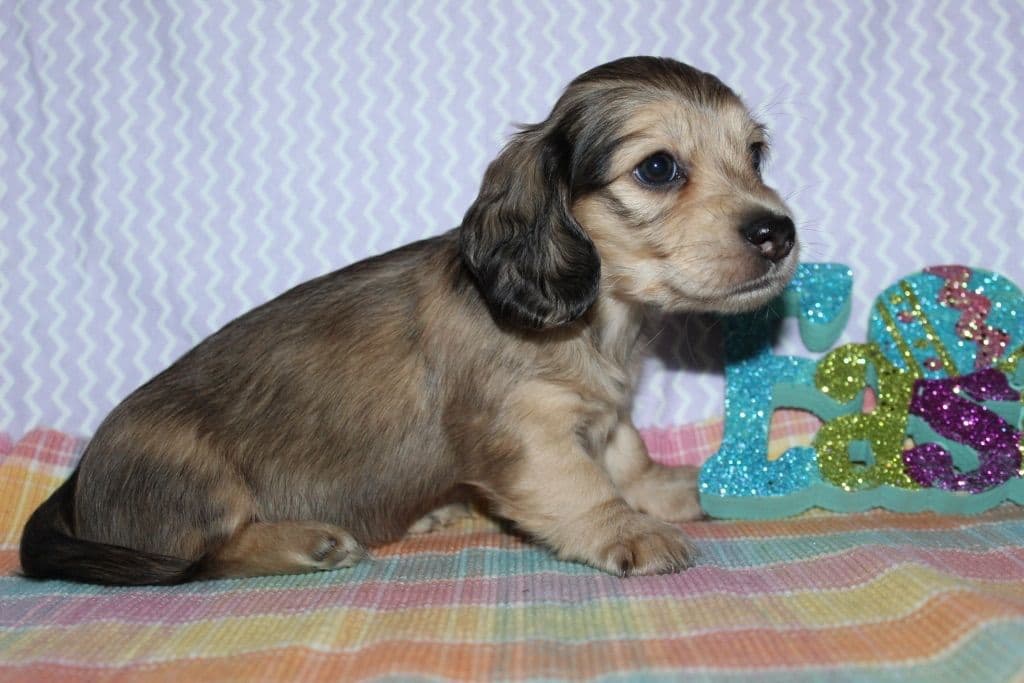 Long Haired Miniature Dachshund Puppies breeder image 3