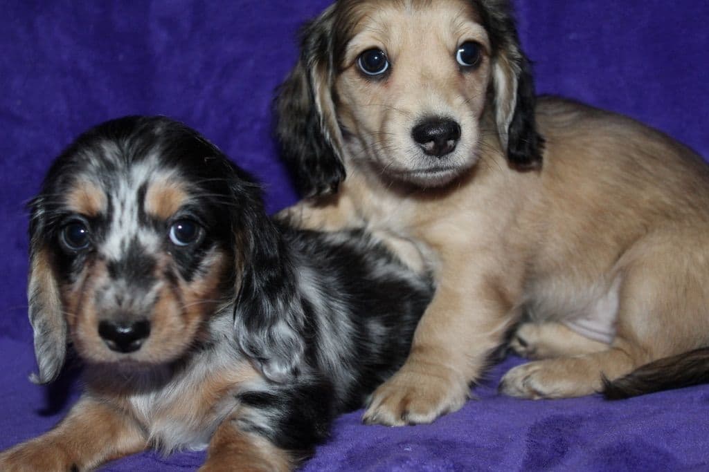 Long Haired Miniature Dachshund Puppies breeder image 7
