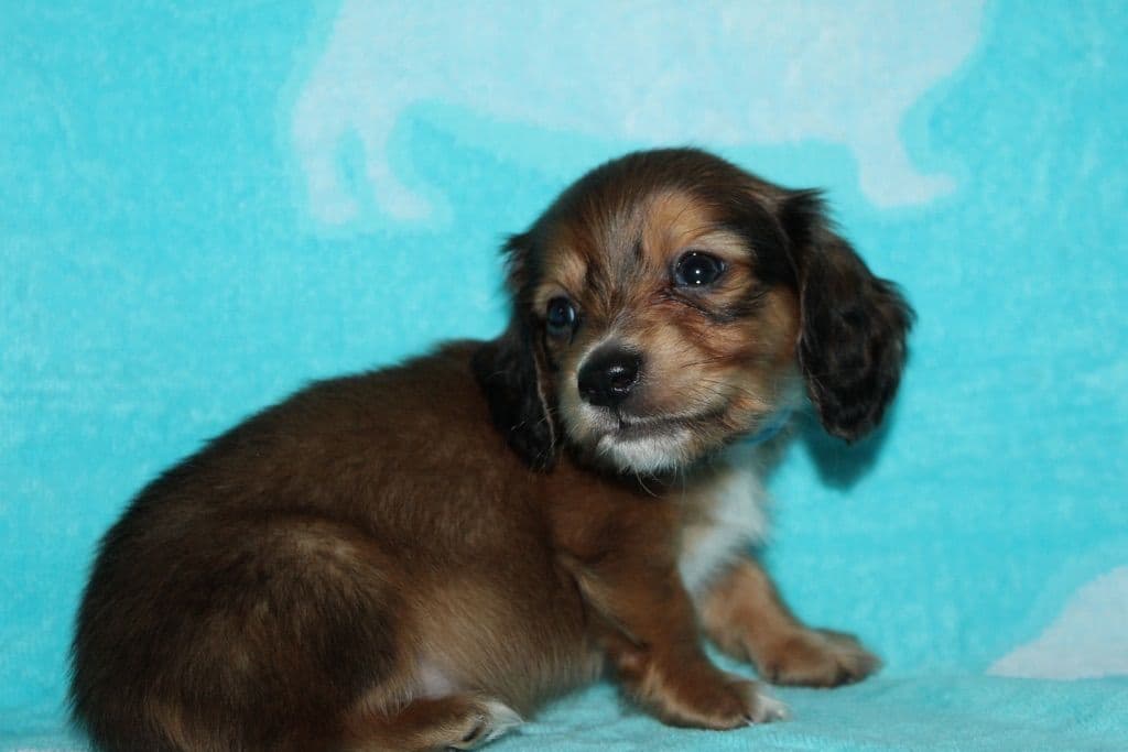 Long Haired Miniature Dachshund Puppies breeder image 14