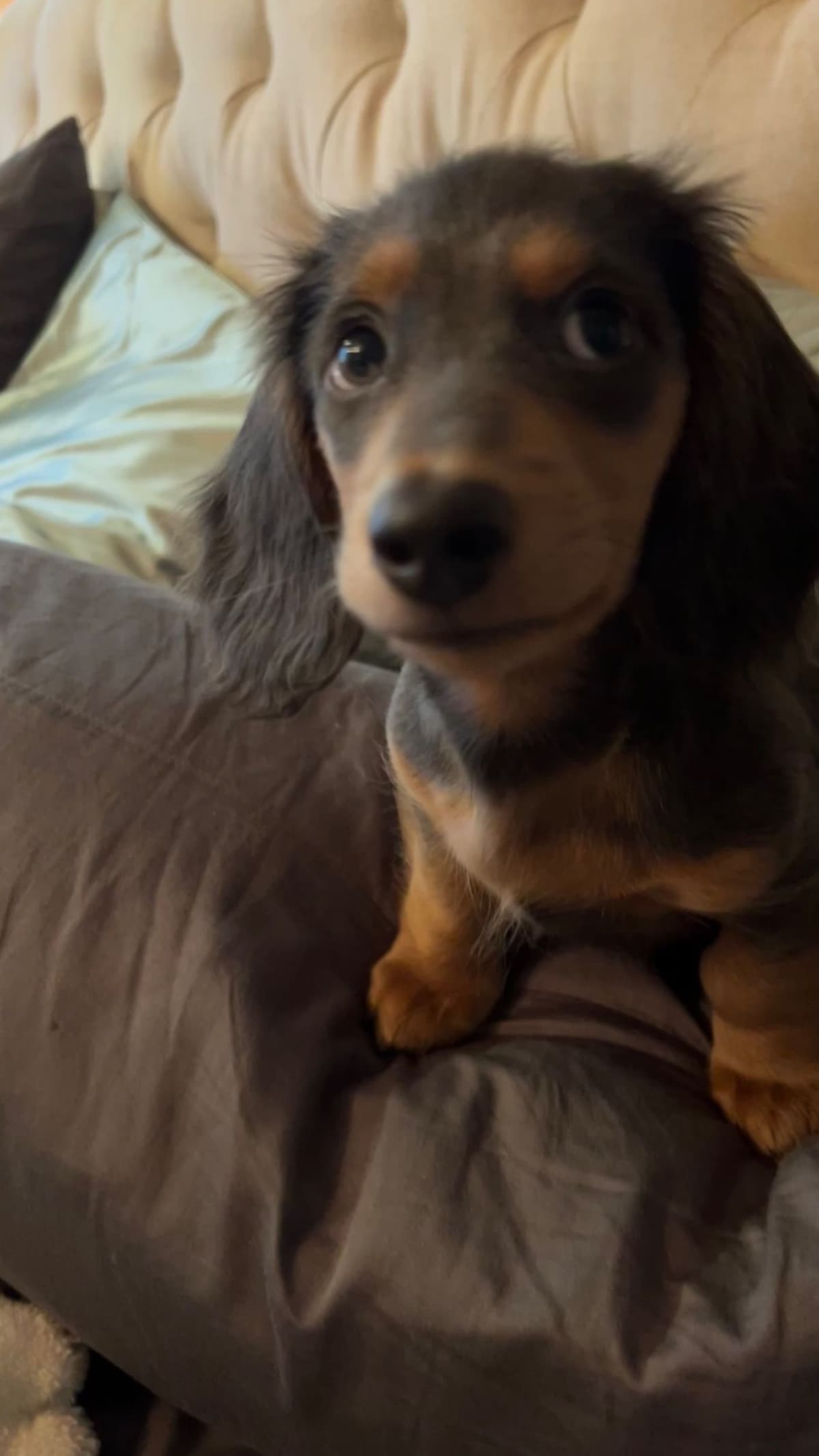 Long Haired Miniature Dachshund Puppies breeder image 10