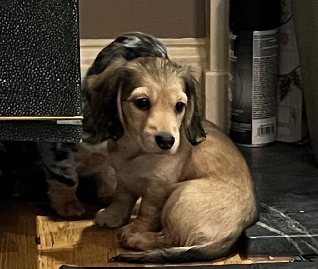 Long Haired Miniature Dachshund Puppies breeder image 4