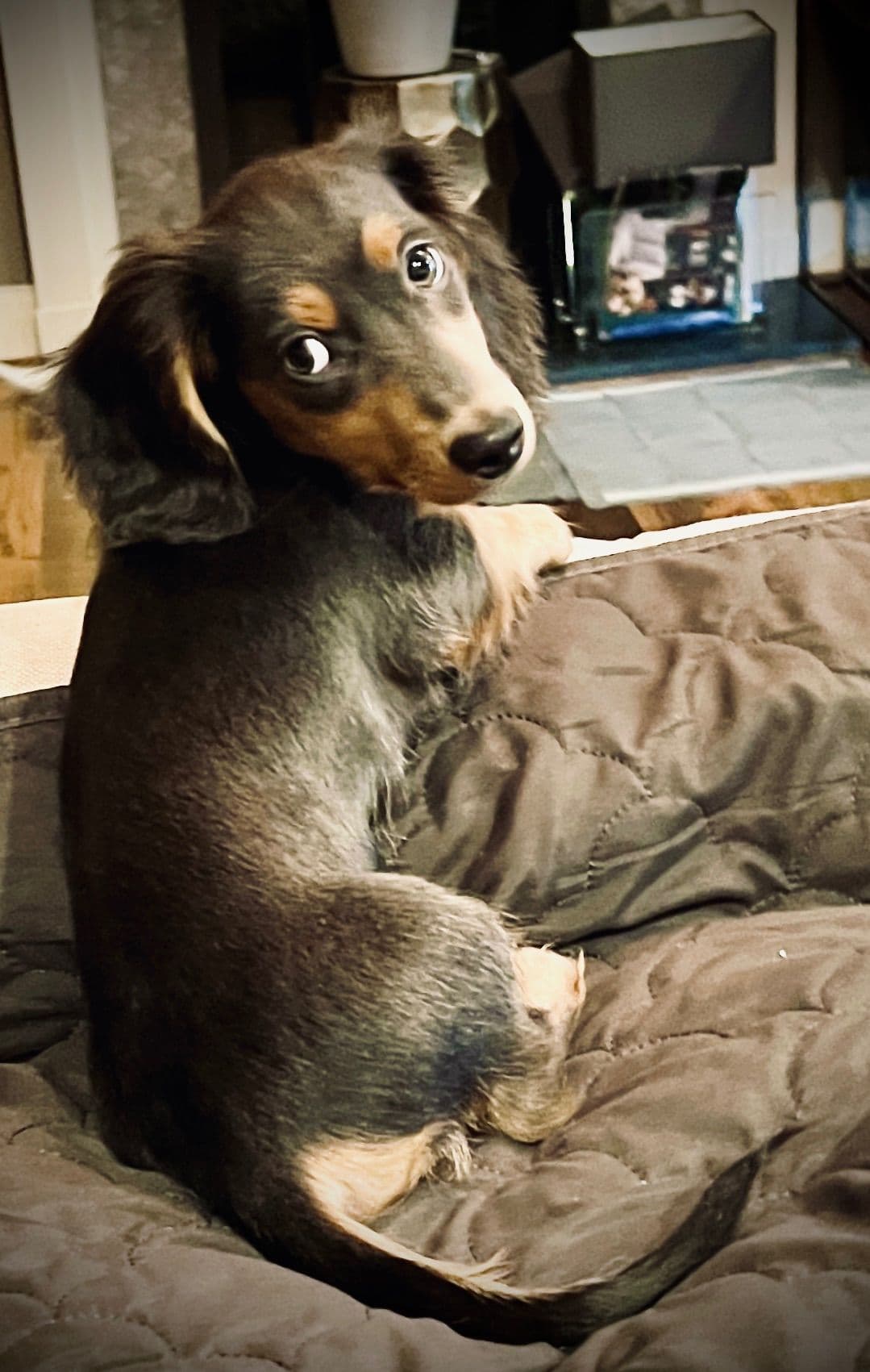 Long Haired Miniature Dachshund Puppies breeder image 11