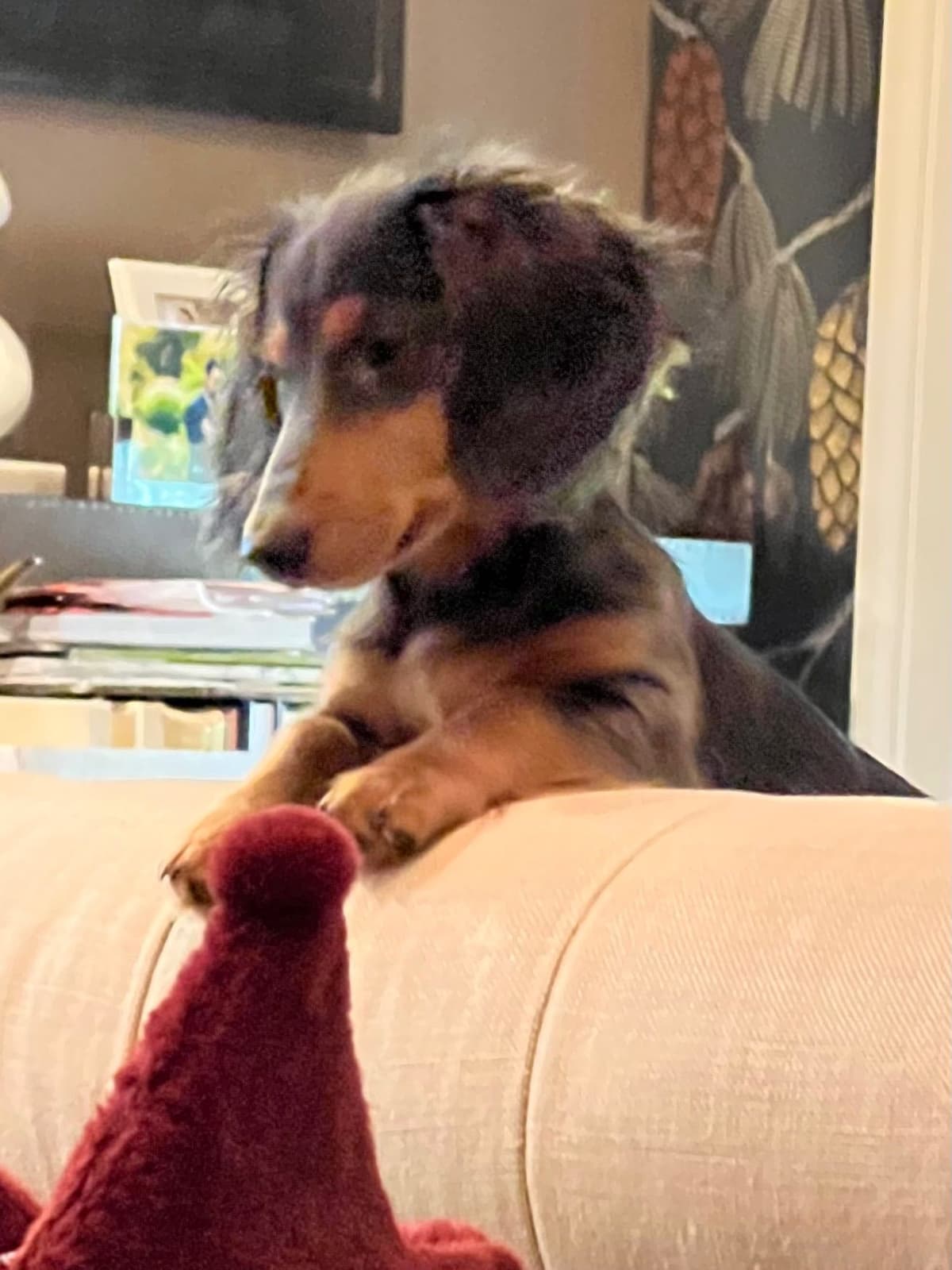 Long Haired Miniature Dachshund Puppies breeder image 12
