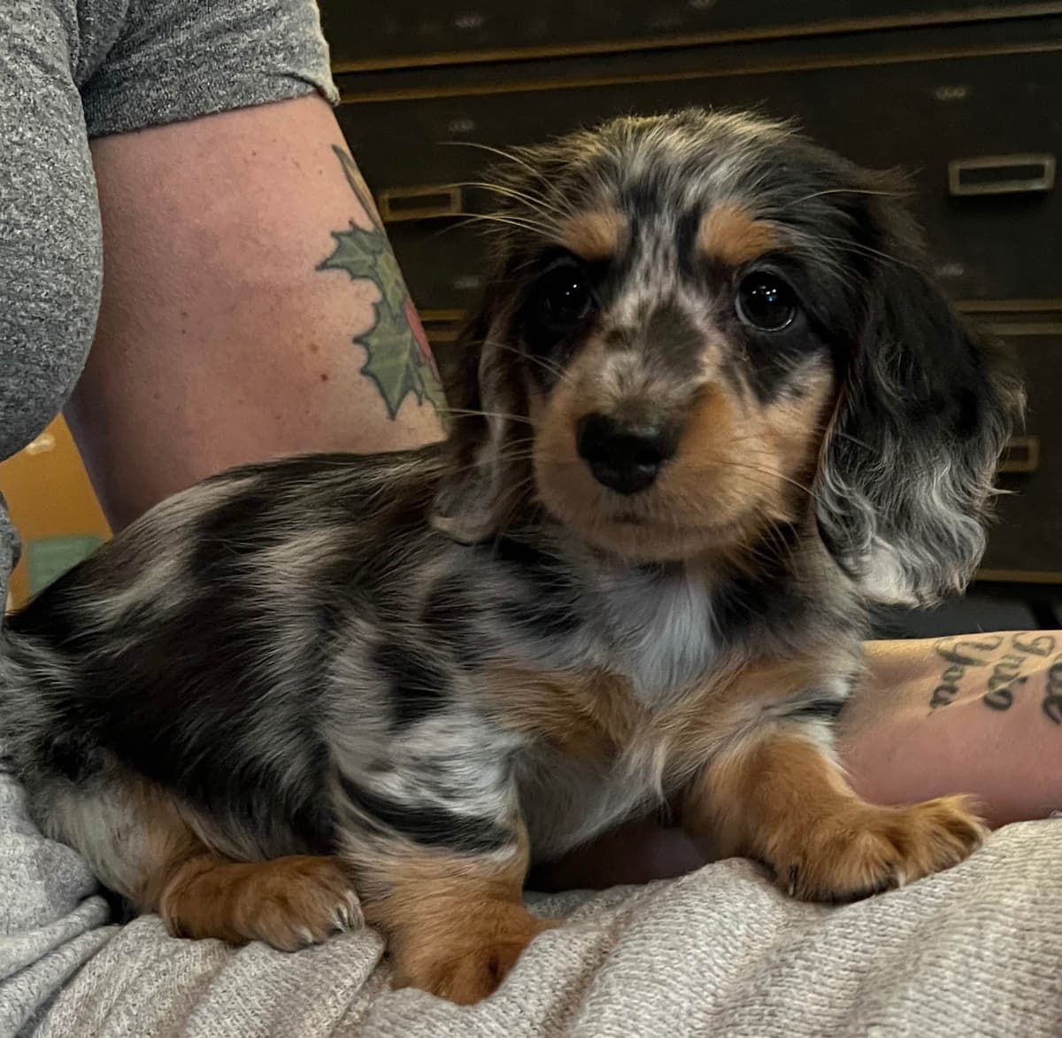 Long Haired Miniature Dachshund Puppies breeder image 6