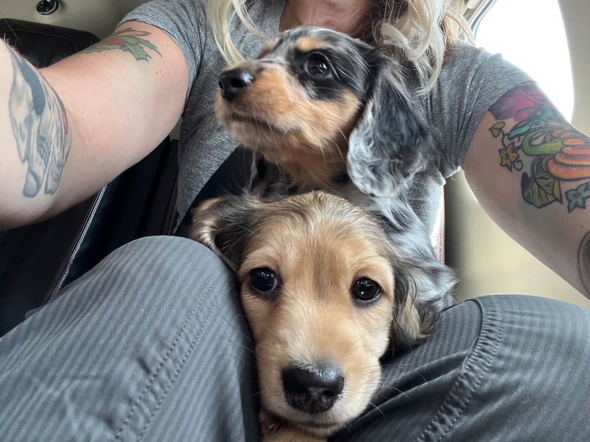 Long Haired Miniature Dachshund Puppies breeder image 9