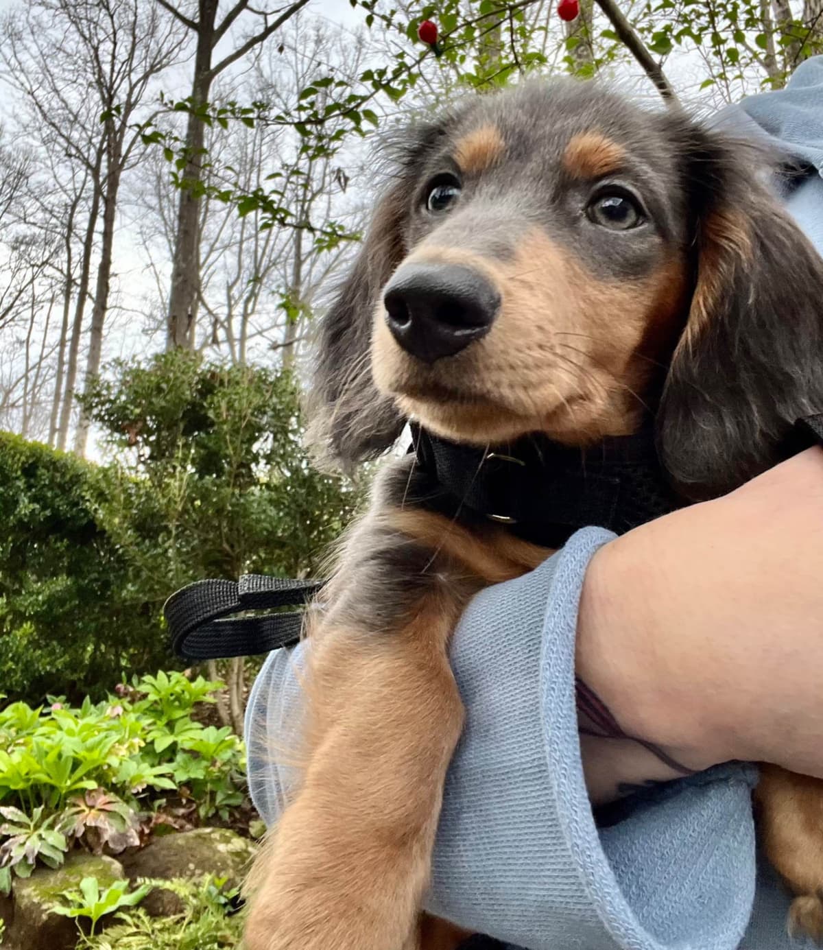 Long Haired Miniature Dachshund Puppies breeder image 13