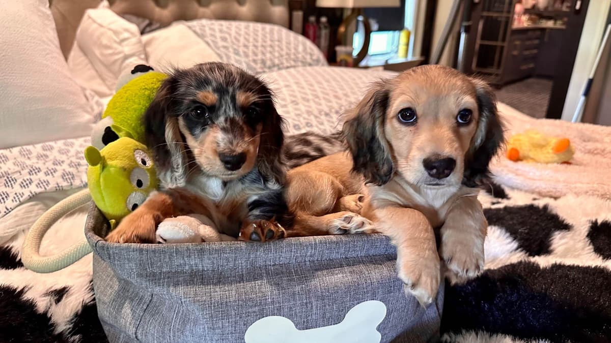 Long Haired Miniature Dachshund Puppies breeder image 16