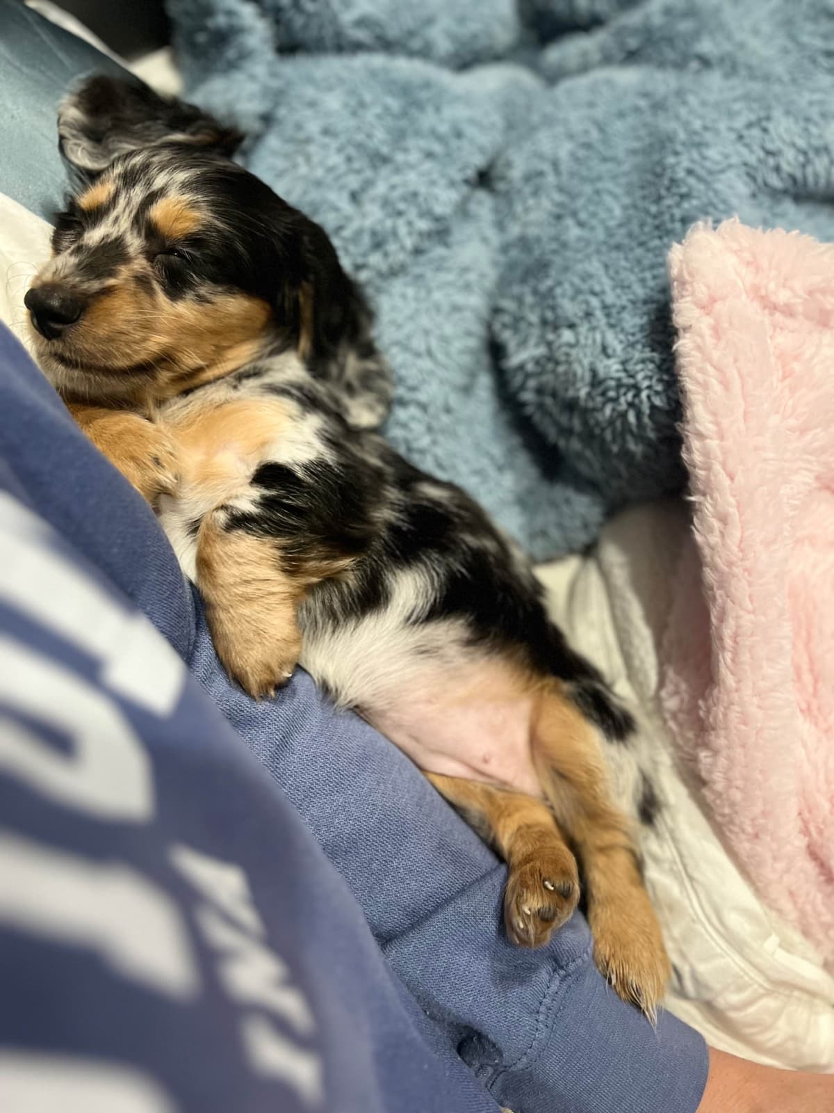 Long Haired Miniature Dachshund Puppies breeder image 18