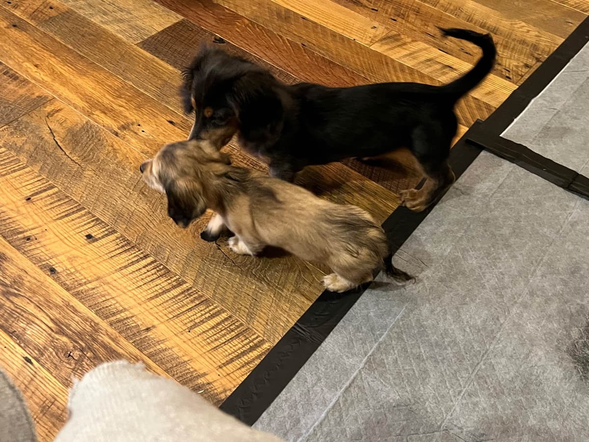 Long Haired Miniature Dachshund Puppies breeder image 17