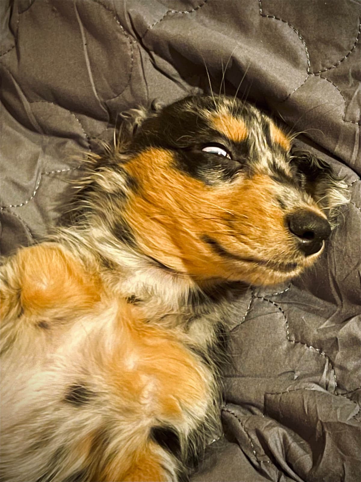 Long Haired Miniature Dachshund Puppies breeder image 20