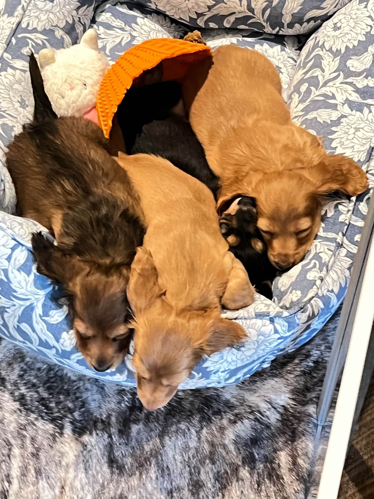 Long Haired Miniature Dachshund Puppies breeder image 21