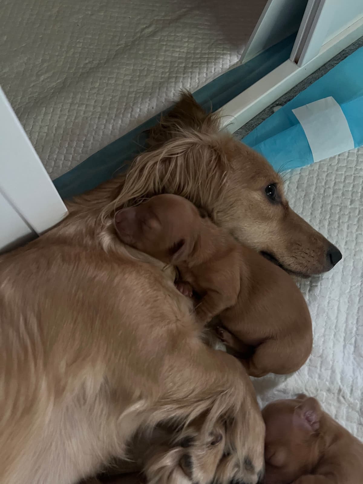 Long Haired Miniature Dachshund Puppies breeder image 25
