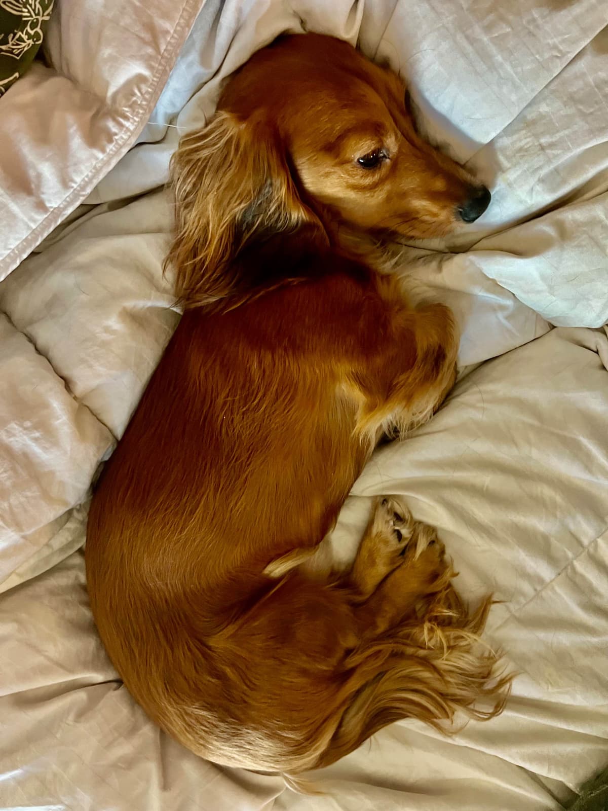 Long Haired Miniature Dachshund Puppies breeder image 26