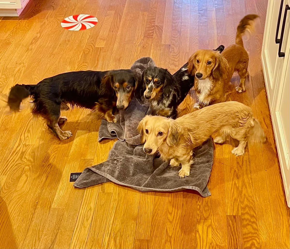 Long Haired Miniature Dachshund Puppies breeder image 27