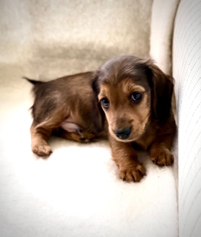 Long Haired Miniature Dachshund Puppies media 2