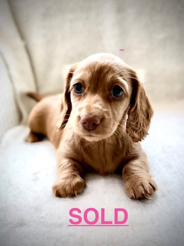 Long Haired Miniature Dachshund Puppies media 4