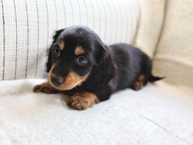 Long Haired Miniature Dachshund Puppies media 5