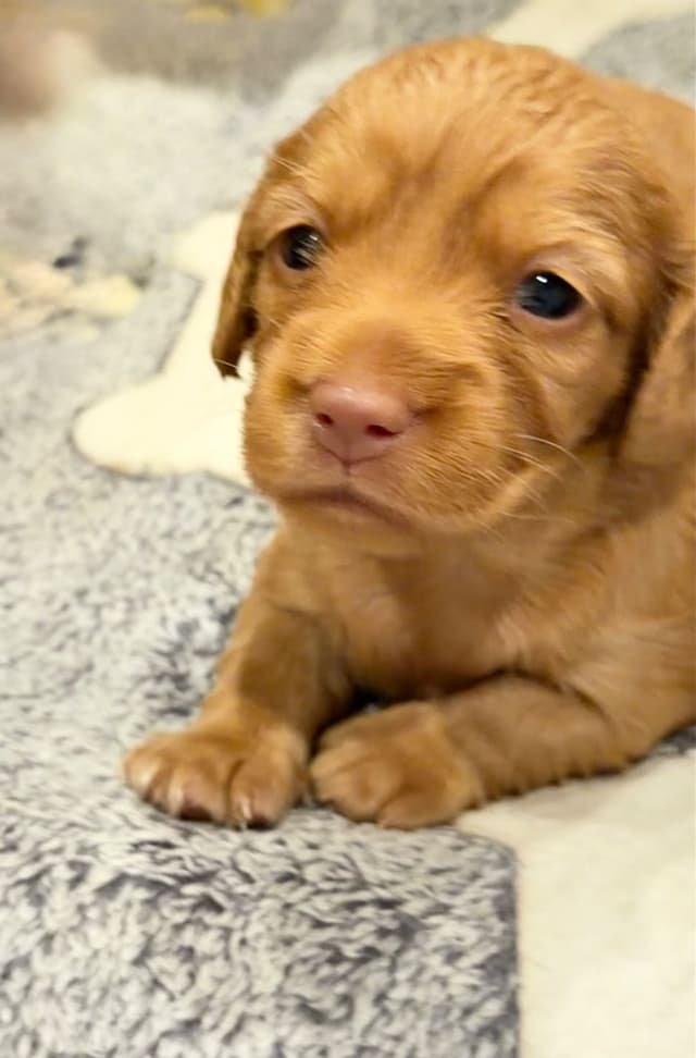 Long Haired Miniature Dachshund Puppies media 7