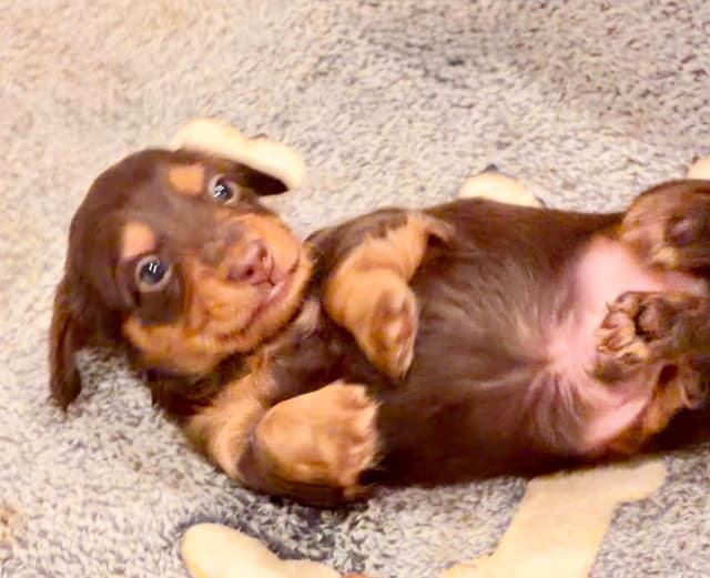 Long Haired Miniature Dachshund Puppies media 8