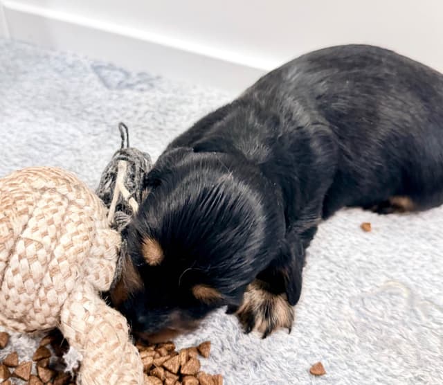 Long Haired Miniature Dachshund Puppies media 10