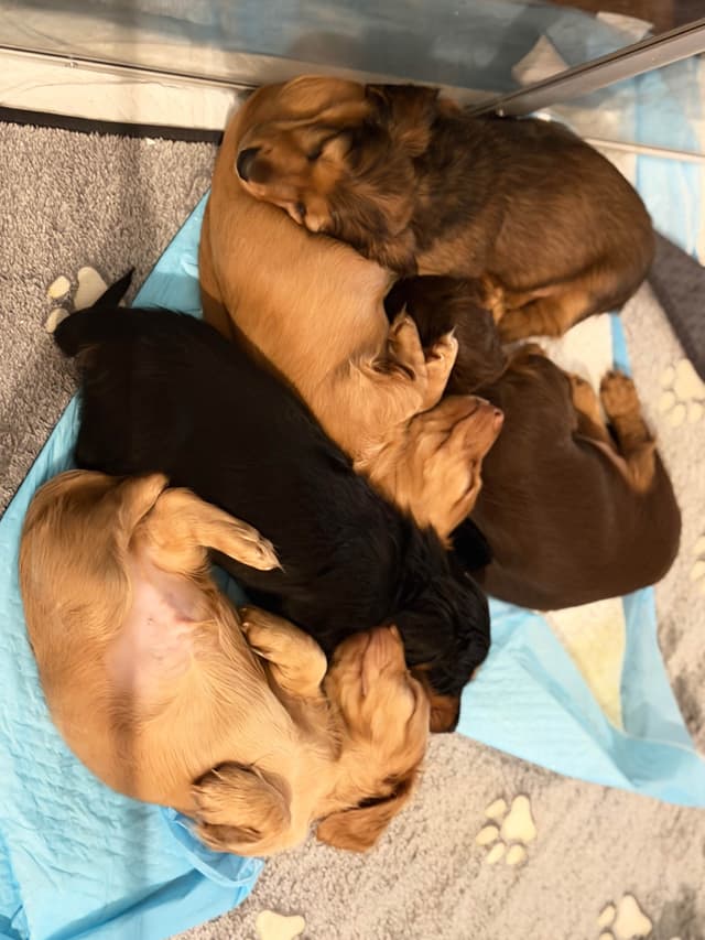 Long Haired Miniature Dachshund Puppies media 11