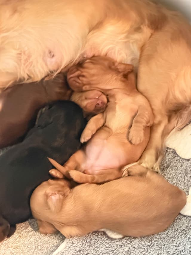 Long Haired Miniature Dachshund Puppies media 12