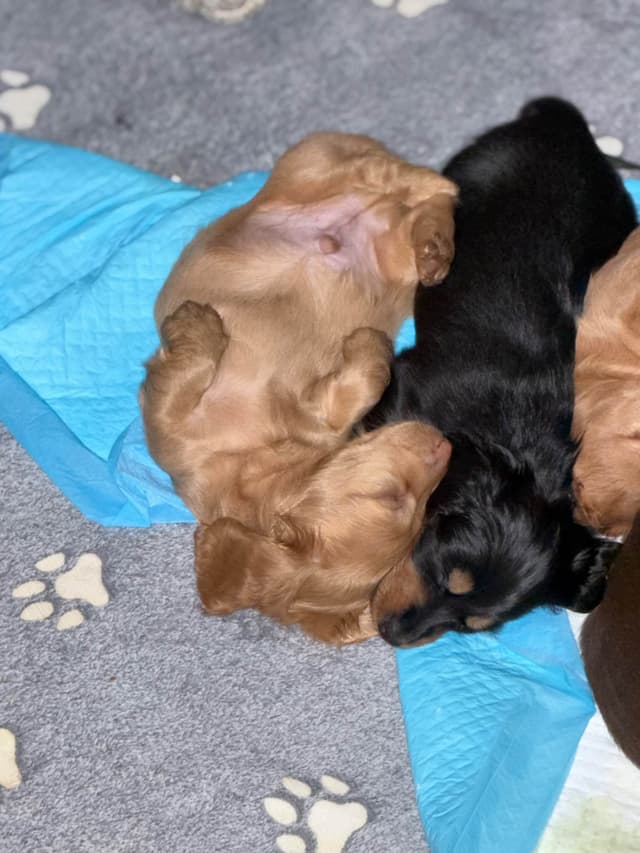 Long Haired Miniature Dachshund Puppies media 13