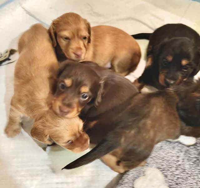 Long Haired Miniature Dachshund Puppies media 14