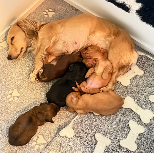 Long Haired Miniature Dachshund Puppies media 15